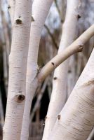 Betula utilis var jacquemontii. Silver Birch bark in late winter, 22 March