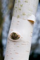 Betula utilis var jacquemontii. Silver Birch with peeling white bark in late winter, 22 March