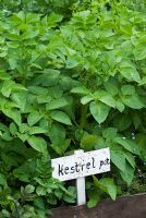 Potatoe 'Kestrel' growing in organic soil in a raised bed. 
