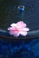 Bubble fountain in a ceramic blue pot with a pink Camellia floating on top.  
