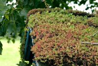 Living roof with sedums on the roof of a Children's playhouse. 27 June. Lucy Redman's School of Garden Design, Rushbrook, Nr. Bury St. Edmunds, Suffolk. 