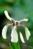 Iris foetidissima var. citrina. 14 June. Richard Ayres' Garden, Lode, Cambridgeshire. Open for charity including the NGS