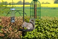 Bird table with pea nuts and squirrel proof bird seed holders hanging from iron hooks. Sqirrel on table eating food scraps. Beech hedge. May