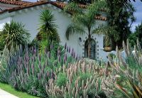 Echium candicans growing en masse in border at front of Mediterranean style house in Santa Monica, USA