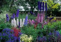 Cottage style summer border of Delphinium 'Blue Jay', Delphinium 'Faust', Delphinium 'Black Knight', Delphinium 'Cameliard', Crambe cordifolia, Feverfew, Penstemon, Salvia, Veronica and Lupins - Fudlers Hall