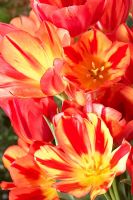 Tulipa 'Colour Spectacle'