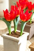 Tulipa 'Berliner Flair' as houseplant in pot