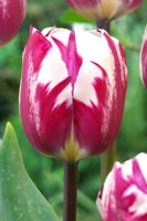 Tulipa 'Rem's Sensation'