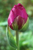 Tulipa 'Abigail'