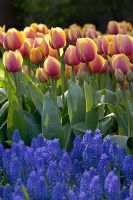 Tulipa 'Ad Rems Beauty'