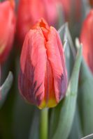 Tulipa 'Pink Prinses Irene'