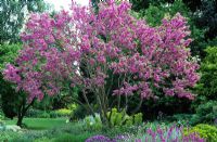 Cercis siliquastrum - Judas Tree in blossom in the Scree garden at Beth Chatto's garden in Essex