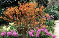 Spiraea japonica 'Goldflame' with young spring foliage colouring, underplanted with Hyacinthus 'Splendid Cornelia'.