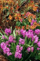 Hyacinthus 'Splendid Cornelia' planted around the base of Spiraea japonica 'Goldflame' with young spring foliage 