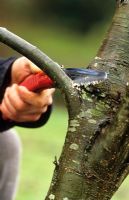 Pruning tree with a hand saw