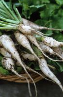 Brassica - Turnip 'Blanc de Croissy'