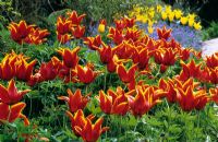 Tulipa 'Queen of Sheba' in the High Garden at Great Dixter