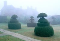 The topiary lawn at Great Dixter on a misty autumn morning. Taxus baccata