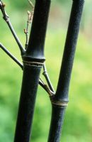 Phyllostachys nigra - Black bamboo