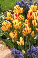 Tulipa 'Florette' 
