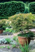 Acer palmatum in ornate terracotta container on paved yorkstone terrace with Sisyrinchium striatum growing in cracks of paving