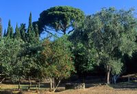 Trees set against blue sky - Corfu 