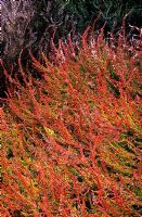 Calluna vulgaris 'Wickwar Flame' - Ling Scot's Heather  