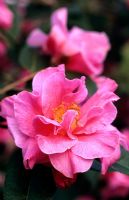 Camellia x williamsii 'Leonard Messel'