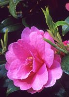 Camellia x williamsii 'George Blandford'