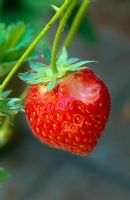Slug or snail damage to a strawberry fruit - Variety Fragaria 'Elsanta'