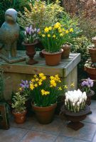 Spring containers on patio of town garden planted with Narcissus 'Tete-a-Tete' division 12, Crocus vernus 'Pickwick', Crocus vernus 'Jeanne d'Arc' and small variegated Buxus - Bird sculpture by Karen Stoltzman