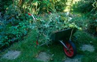 Wheelbarrow full of garden debris after a tidy up of mowing the grass, pruning, cutting back and dead heading including Alchemilla mollis, Thalictrum aquilegiifolium, Euonymus and grass clippings