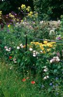 Metal railing fence dividing a flower garden with a wild area of long grasses and poppies - Flowers include Roses, Thalictrum flavum, Achillea 'Taygetea', Verbena bonariensis, Lathyrus 'Matucana' and Centaurea montana
