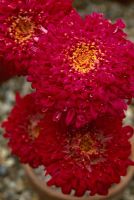 Tanacetum coccineum 'J N Twerdy' - NCCPG collection of Tanacetum, Chingford, London -Collection held by Gerald Goddard 
