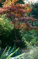 Acer palmatum 'Dissectum Atropurpureum' in large glazed container placed on wooden bench by patio with Fargesia murielae 'Jumbo' behind - Elmsdale Road, London 
