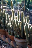 Row of Cleistocactus in terracotta pots - Catania Botanic Gardens, Sicily