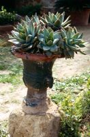 Aloe mitriformis in old urn container, Sicily 