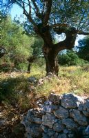 Olea europaea - Olive trees by old stone wall in Cephalonia, Greece