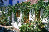 House front with vine climbing on pergola framework along housefront at Cephalonia, Greece, August