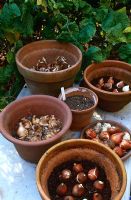 Potting up spring bulbs, Narcissus and Tulips in terracotta pots in October