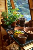 Potting shed in autumn with Bulbs (Narcissus and Crocus) ready for planting and pelargoniums brought in to over-winter.