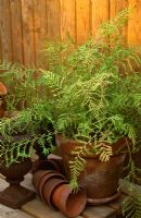 Dryopteris filix-mas 'Linearis Polydactyla' - Buckler Fern in terracotta pot in October