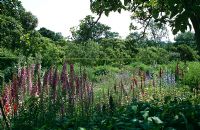 Summer borders at Penshurst Place in Kent with Digitalis, Delphiniums, Sisyrinchiums and Knautia macedonica in June
