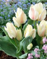 Tulipa 'Albion Star'