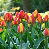 Tulipa 'Flair' 
