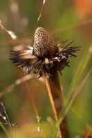 Seedhead of Echinacea 'Leuchtstern' with Panicum 'Hanse Herms' in late October