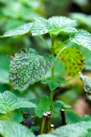Melissa officinalis - Lemon balm leaves discoloured with fungus at the end of the growing season