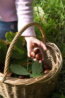Girl holding conkers in a wicker basket - Aesculus hippocastanum - Common Horse Chestnut