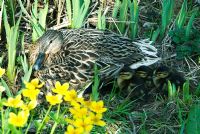 Female Mallard Duck in the pond with her ducklings