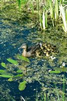 Female Mallard Duck in the pond with her ducklings
